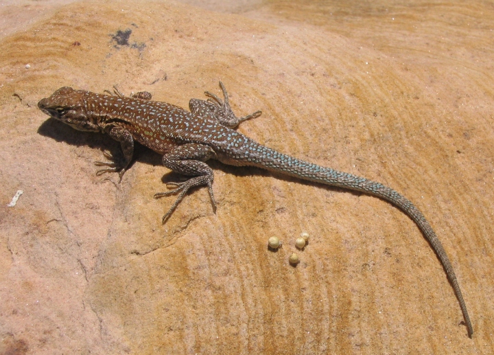 Side-blotched Lizard
